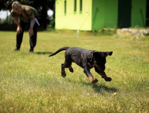 dog_training1